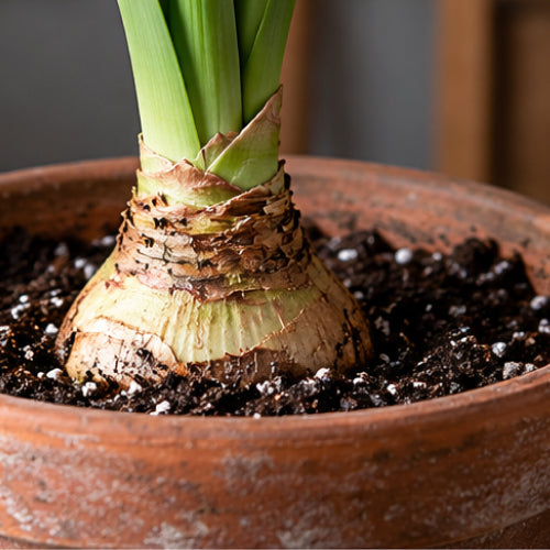 How Deep to Plant Amaryllis Bulbs: The One-Third Planting Rule