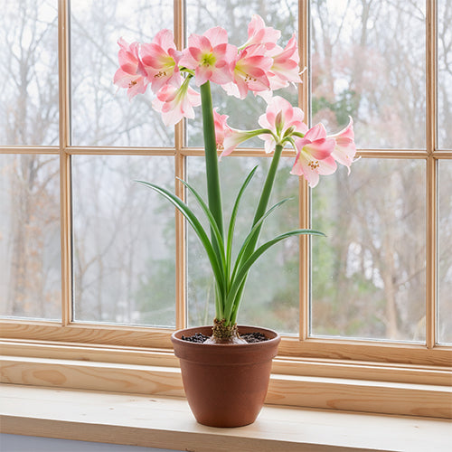 How Much Light Does Amaryllis Need in February?