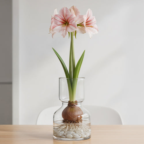 How to Grow Amaryllis in Glass or Without Soil: A Stylish Experiment