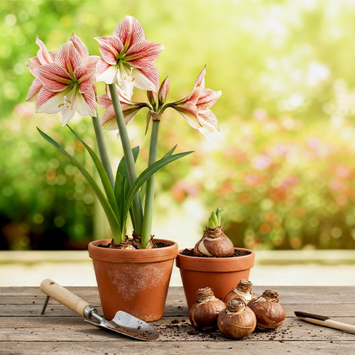 How to Handle Amaryllis Bulbs: Storing, Replanting, and Preventing Rot