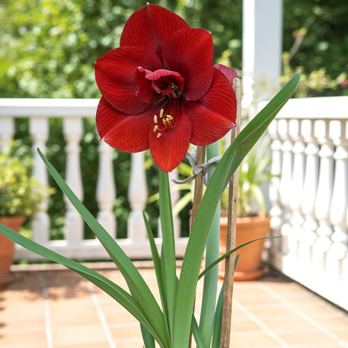 How to Keep Your Amaryllis Upright: Tips for Tall Stems