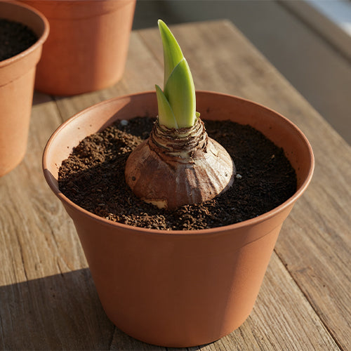 How to “Wake Up” Your Amaryllis After Dormancy for Spectacular Reblooming