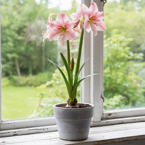 How to Water Amaryllis Correctly: Avoiding Overwatering and Rot