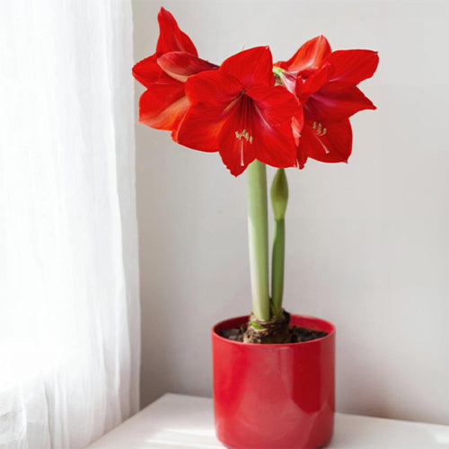 Lighting for Amaryllis: How to Find the Perfect Spot at Home