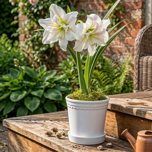 Moving Amaryllis Outdoors: Spring Planting Guide