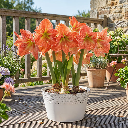 Outdoor Watering Rules