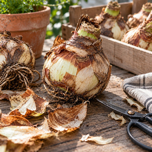 Should You Remove the Brown Husks from Amaryllis Bulbs?