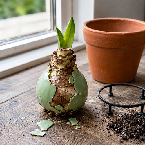 Post-Wax Recovery Steps: How to Give Amaryllis a Second Life in the Soil