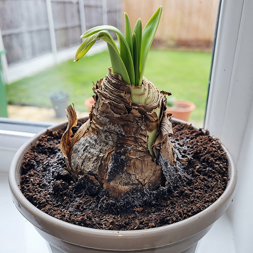 Recovering Weak Bulbs: How to Restore the Strength and Size of an Amaryllis Bulb