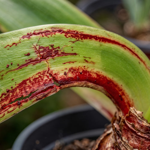 Red Blotch: Prevention and Treatment of Stagonospora