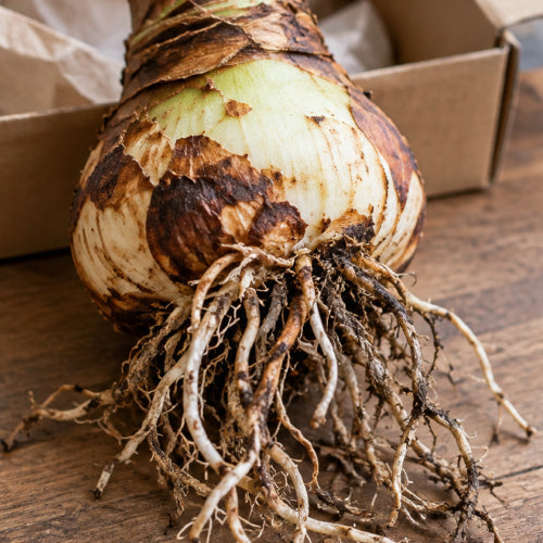 Should You Soak Amaryllis Roots? Safe Methods for Faster Growth