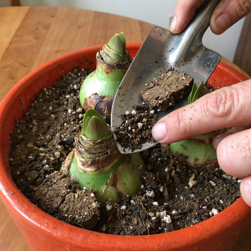 Soil Refresh: Top-Dressing — Refreshing the Soil for an Amaryllis Without a Full Repotting