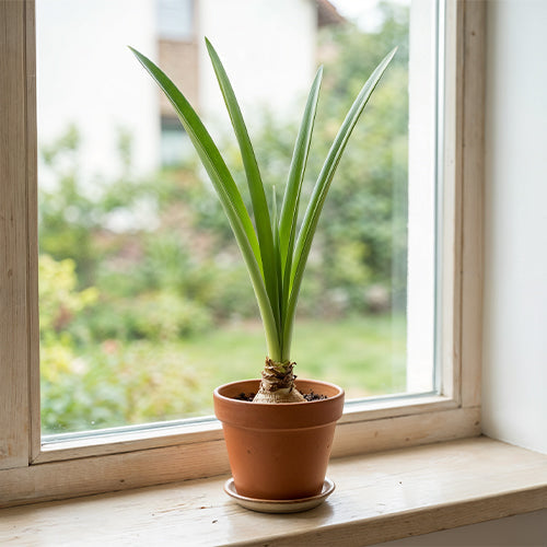 Spring Fertilizing Tips for Stronger Bulbs