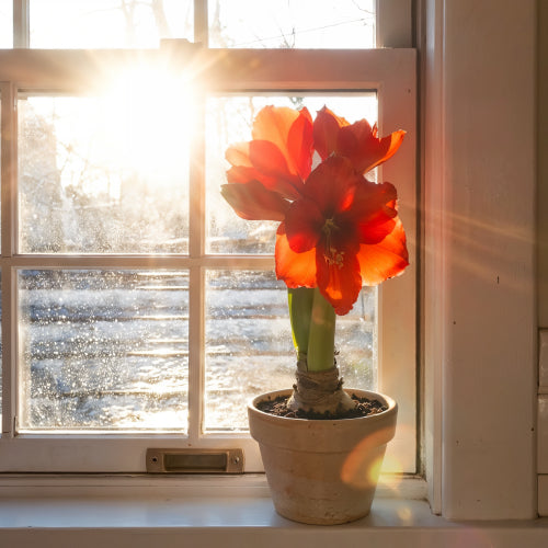 Spring Sunlight Safety