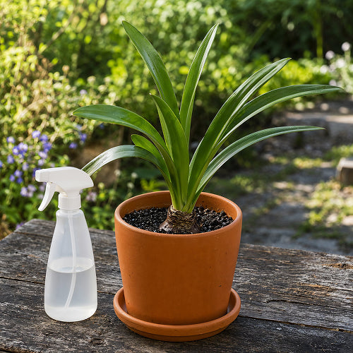 A Quick Guide to Summer Care for Amaryllis