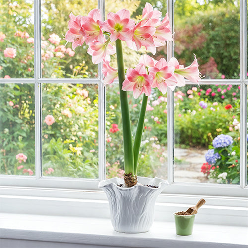 The Amaryllis Fertilizer Guide: Tips for Healthy Growth and Stunning Blooms