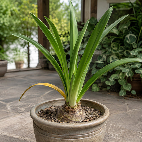 A Step-by-Step Guide to Preparing Amaryllis for Winter Dormancy