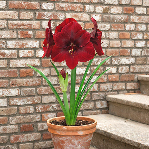 The History and Origins of Amaryllis: From Ancient Times to Modern Day