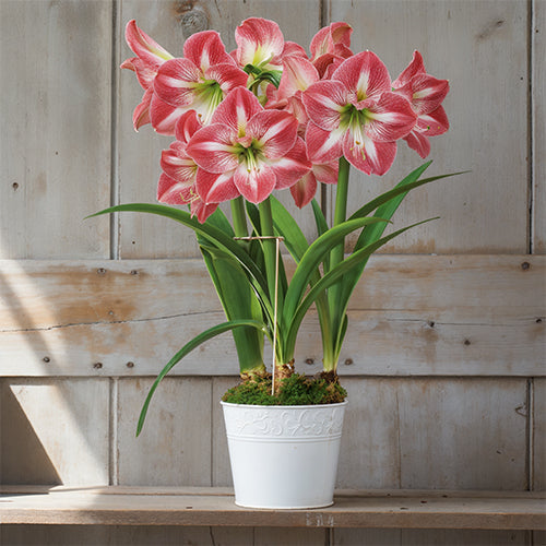 The Ideal Pot for Amaryllis: Size, Material, and Drainage Guide