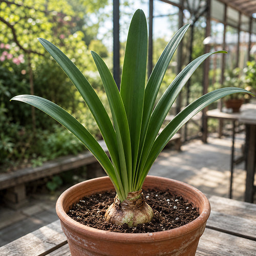 Predicting Winter Flowering Based on the Summer Foliage of the Amaryllis