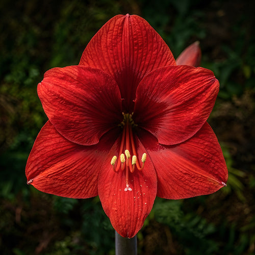 The Legend of Amaryllis: A Romantic Story of Love, Sacrifice, and Beauty