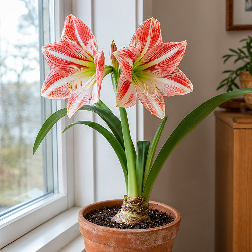 How Many Years Can an Amaryllis Actually Bloom?