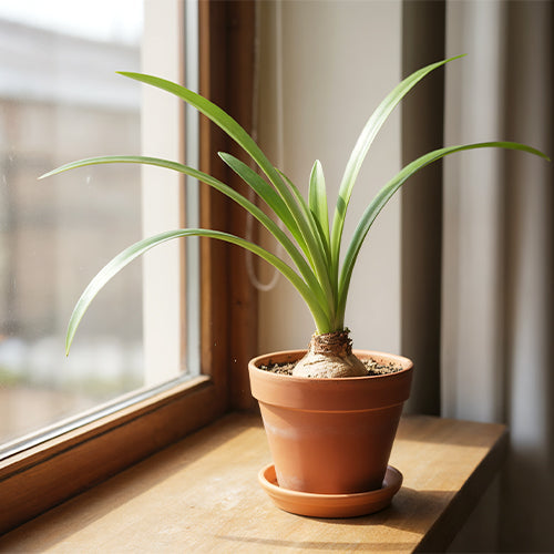 The Role of Leaves: Why You Mustn't Cut Green Foliage After Blooming