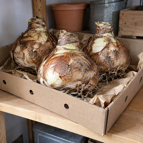 Why Amaryllis and Apple Harvests are Incompatible