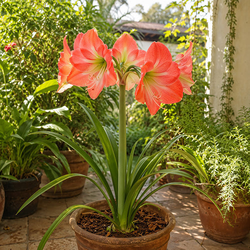Amarylia - The Largest Collection of Amaryllis Bulbs – Amarylia