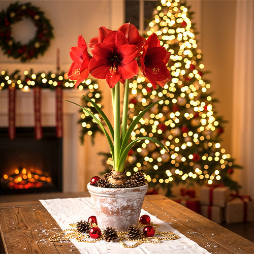 Why Amaryllis Is Considered the Christmas Flower: Symbolism, Timing, and Tradition
