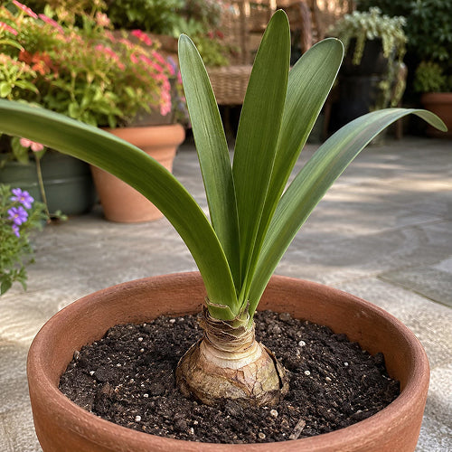 Why the Bulb Shrank After Summer: The Reason Behind the Summer ‘Wilting’ of Amaryllis