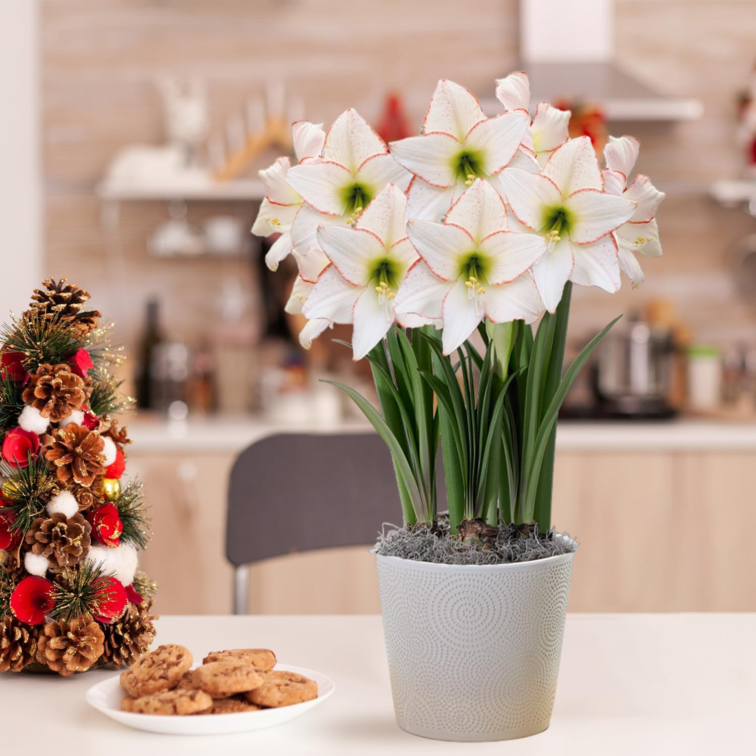 Amaryllis (Hippeastrum) Symphony Collection | Buy premium