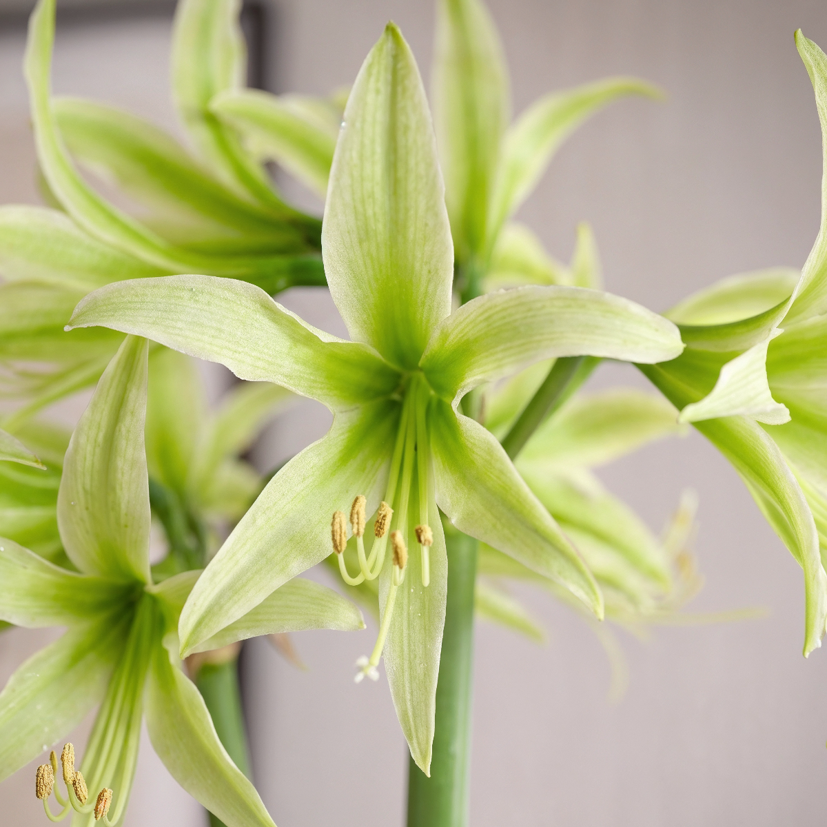 Green amaryllis Evergreen