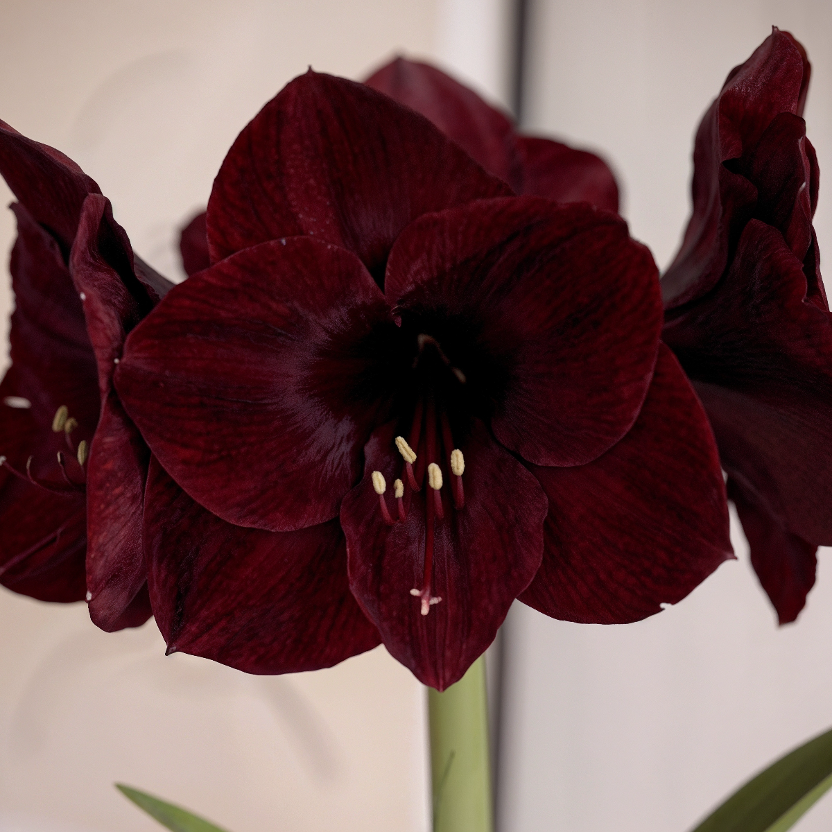 Red amaryllis Red Pearl