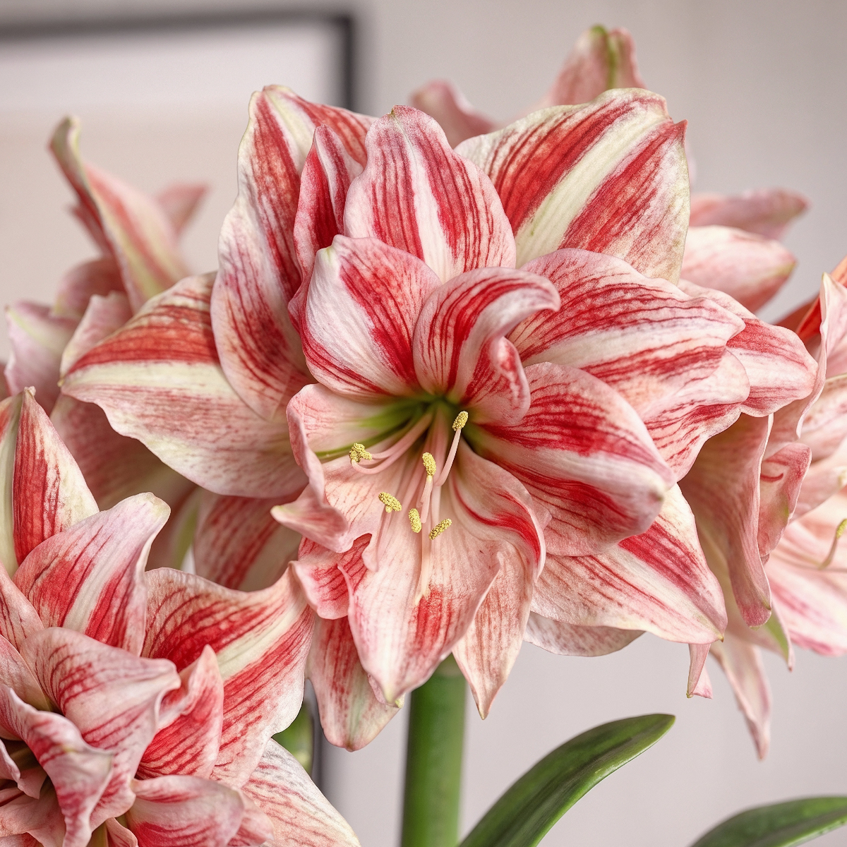 Double amaryllis Dancing Queen