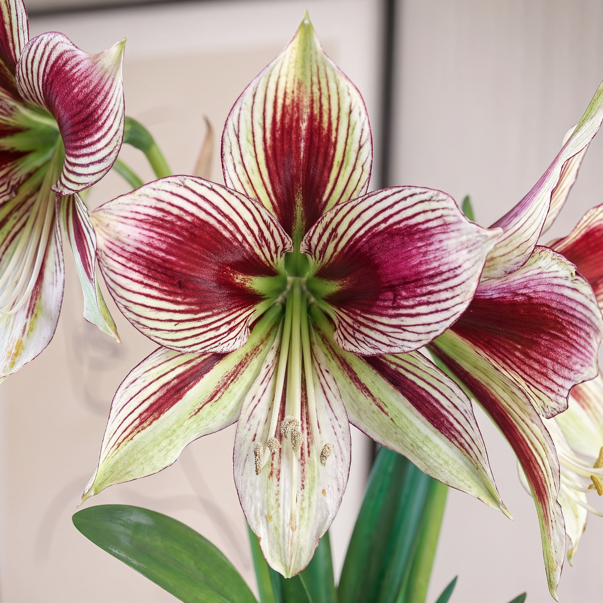 Rare amaryllis Papilio