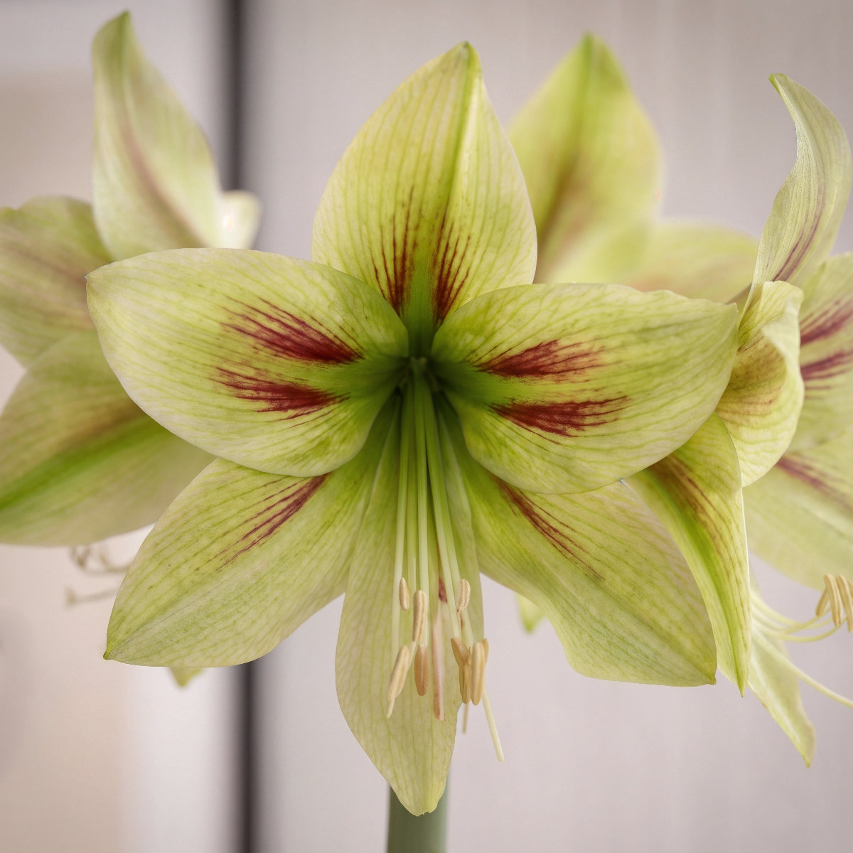Small-flowered amaryllis Graffiti