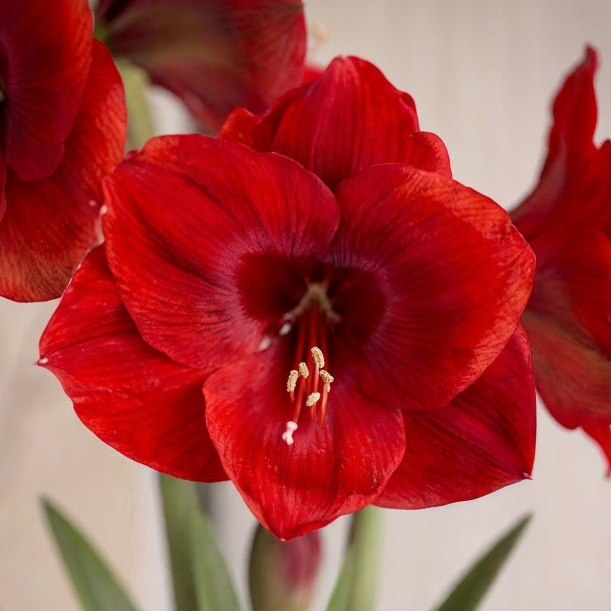 Dark amaryllis Tempranillo