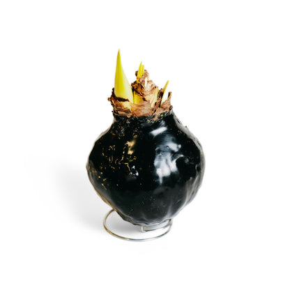 Black Wax Amaryllis – 2 Bulbs