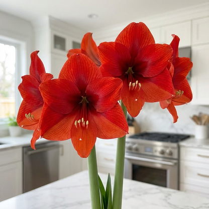 Amaryllis (Hippeastrum) Royal Dream