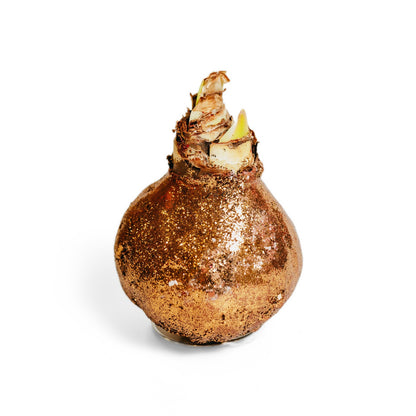 Glitter Gold Wax Amaryllis – 2 Bulbs