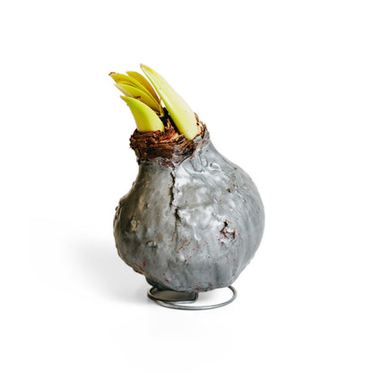 Wax Amaryllis Set Silver, Gold & Bronze – 3 Bulbs