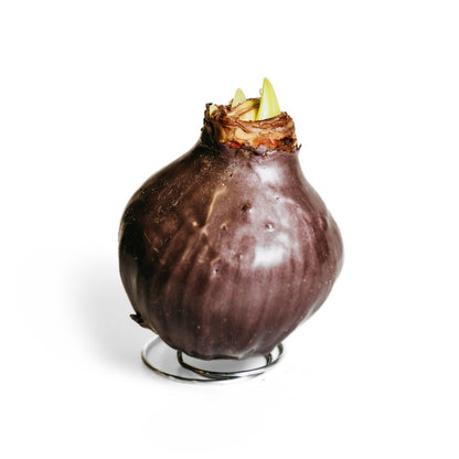 Choco Wax Amaryllis – 2 Bulbs