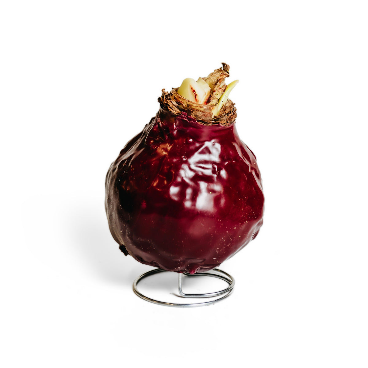 Dark Red Wax Amaryllis – 2 Bulbs