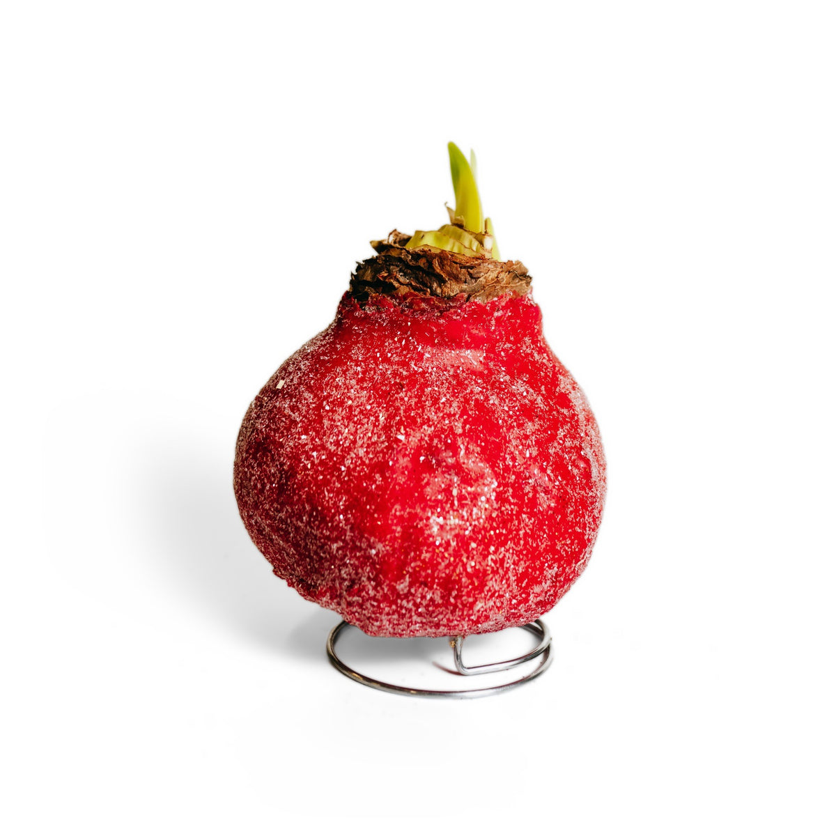 Glitter Red Wax Amaryllis – 2 Bulbs