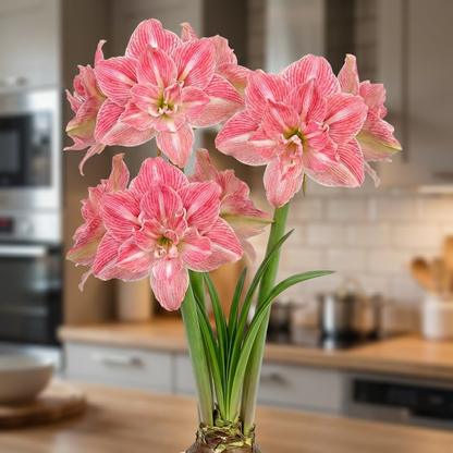 Amaryllis (Hippeastrum) Pretty Nymph