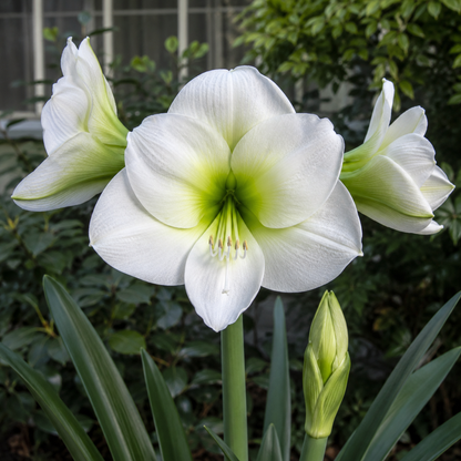 Amaryllis Siberia
