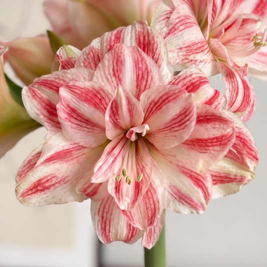Amazing Belle amaryllis (Hippeastrum) flower close-up