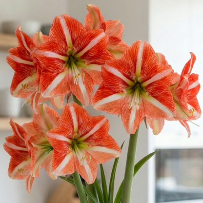 Амариліс (Hippeastrum) Sphinx