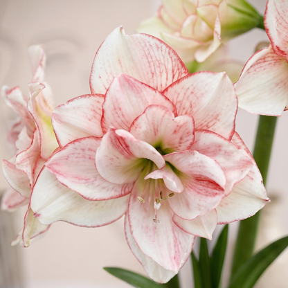 Amaryllis Striped Amadeus